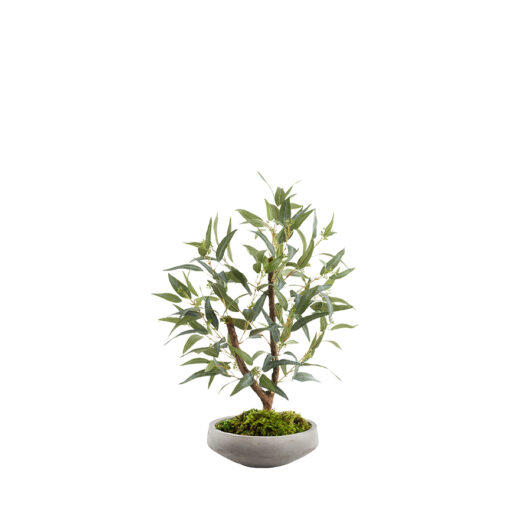 Fruited Eucalyptus in Newport Bowl - 324323