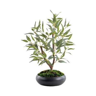 Eucalyptus in Black Bowl - 324324