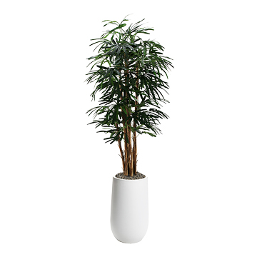 Lady Palm in Quinn Planter 7.5' - 695-2533