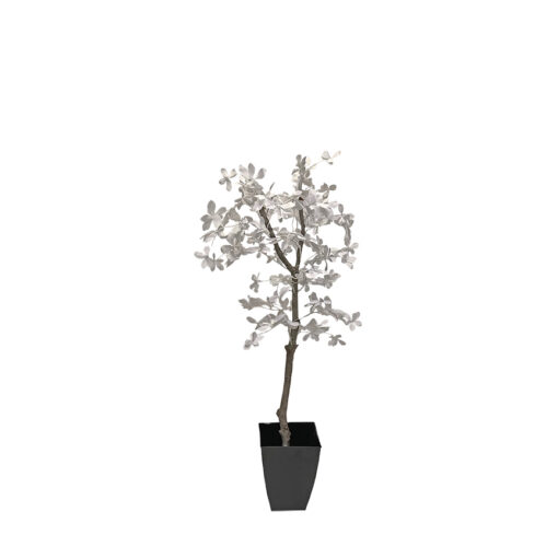 White Olive Tree 6' - 7206006