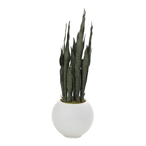 Snake Plant in Small White Porter Planter - 814-3103