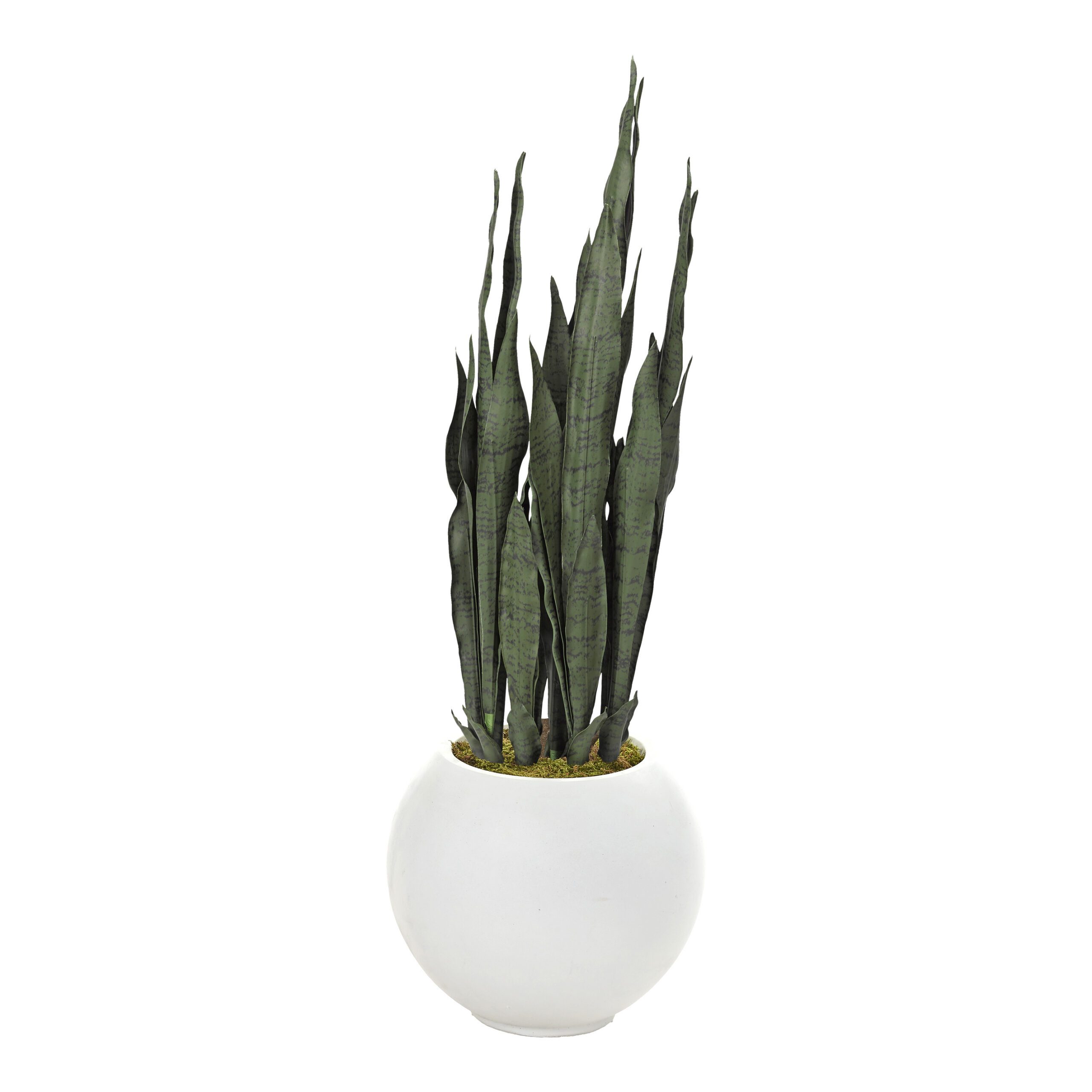 Sansevieria in Porter Planter - 814-3103