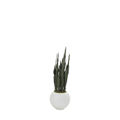 Snake Plant in Porter Planter - 814-3103