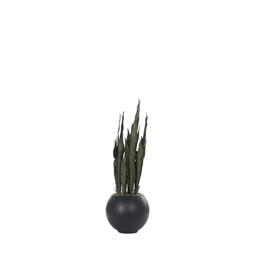 Snake Plant in Porter Planter - 814-3105