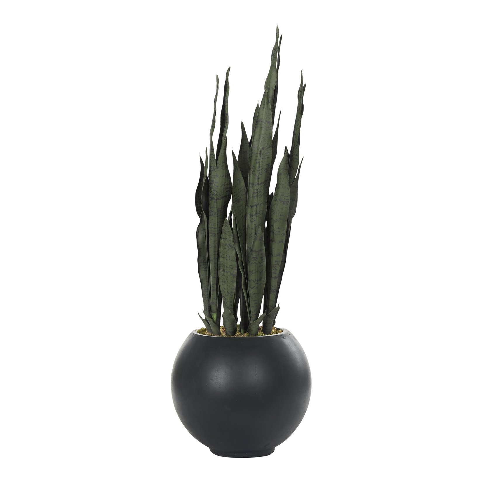Sansevieria in Porter Planter - 814-3105