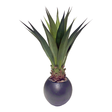 Agave Jumbo Plant in Porter Planter 3.1' - 939-3105