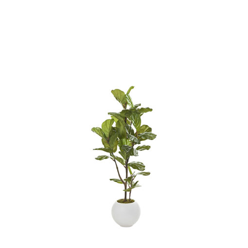 Fiddle Leaf Fig in Porter Planter 4.3' - 983-3103