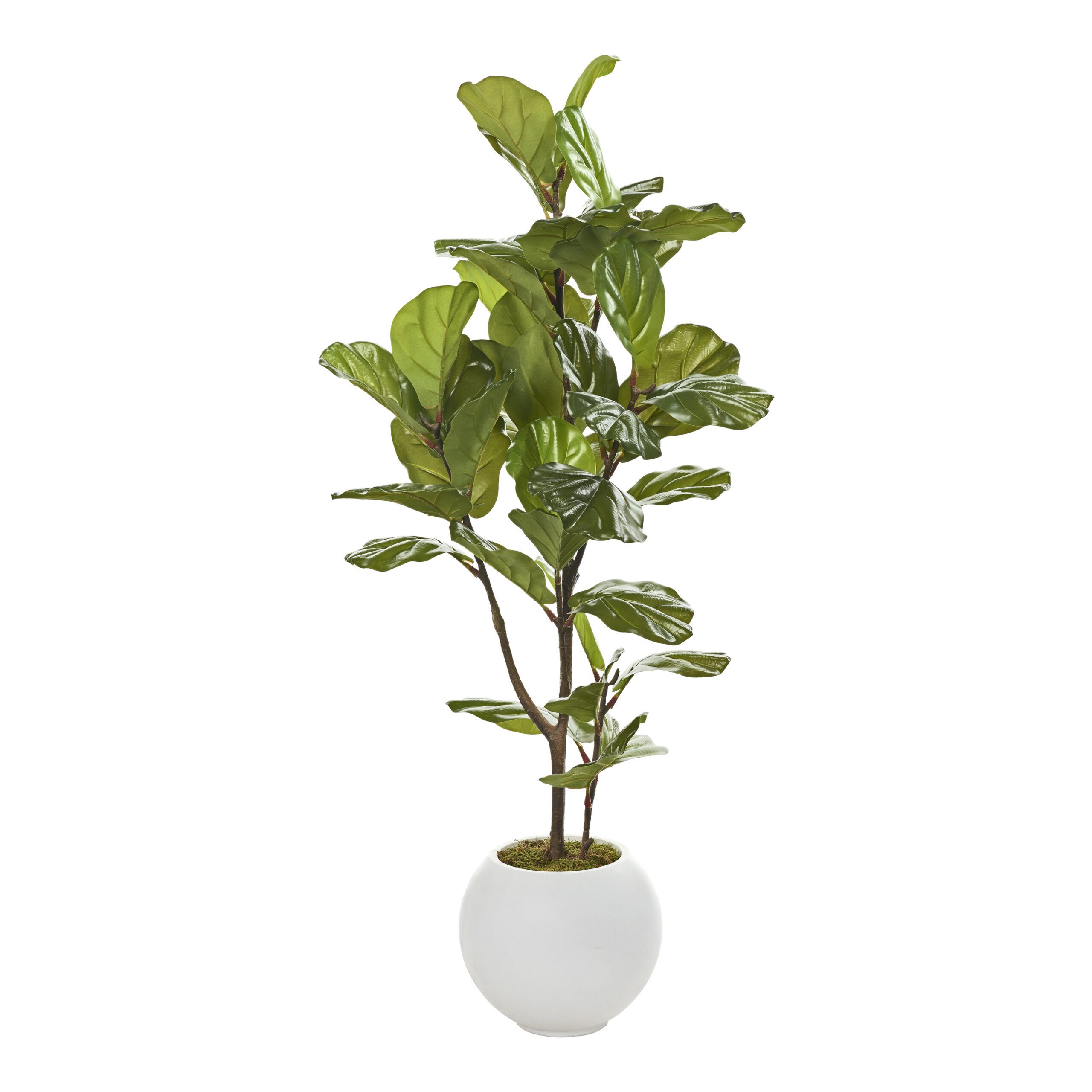 Fiddle Leaf Fig in Porter Planter 4.3' - 983-3103