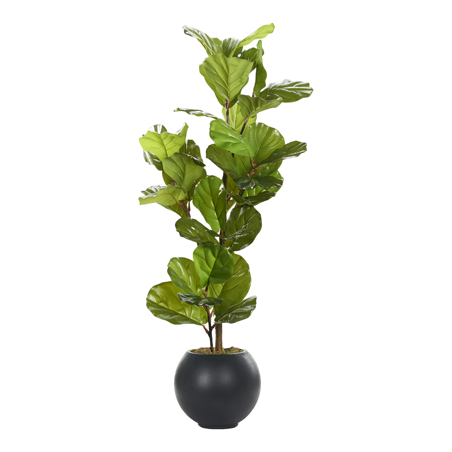 Fiddle Leaf Fig in Porter Planter 4.3' - 983-3105