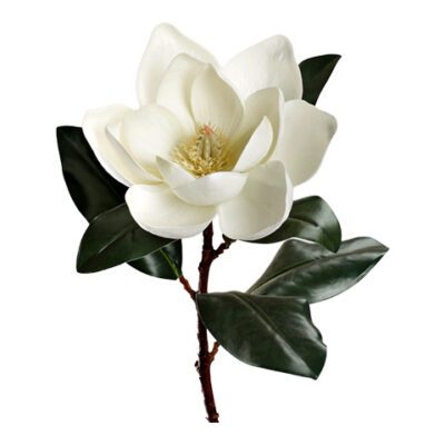 White Eva Single Magnolia Stem - FL2557