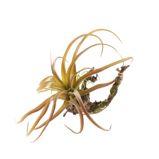 Tillandsia with Sisal Hanger - GR1931