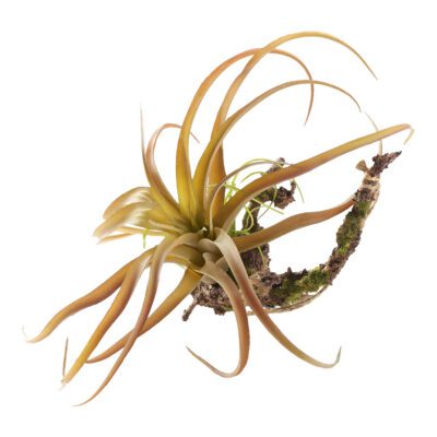 Tillandsia with Sisal Hanger - GR1931