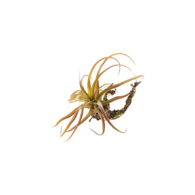 Tillandsia with Sisal Hanger - GR1931