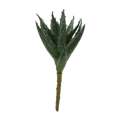 Aloe Plant - GR1932