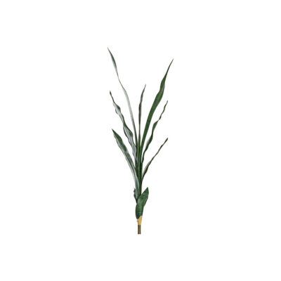 Small Dark Green Sansevieria - GR2015