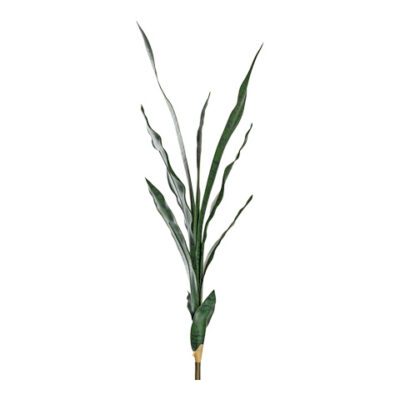 Small Dark Green Sansevieria - GR2015