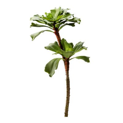Ruffled Echeveria Stalk - GR2051