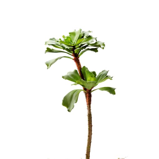 Ruffled Echeveria x 2 Stalk - GR2051