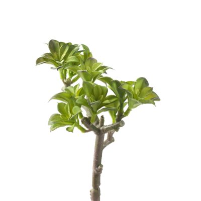 Star Flower Ground Cover - GR2058