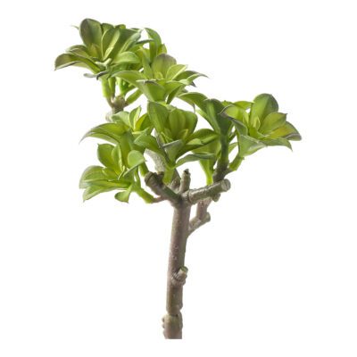 Star Flower Ground Cover - GR2058