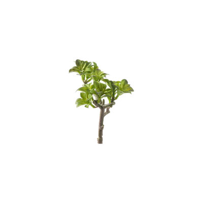 Star Flower Ground Cover - GR2058