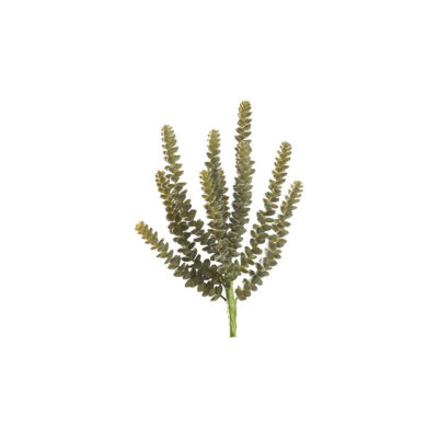 Soft Touch Donkey Tail Green/Grey - GR2173