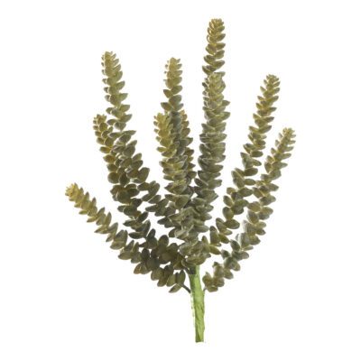 Soft Touch Donkey Tail Green/Grey - GR2173