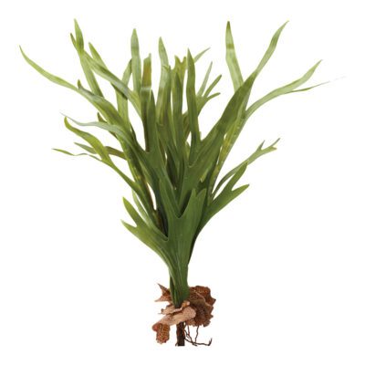 Staghorn Fern with 9 Leaves - GR2182