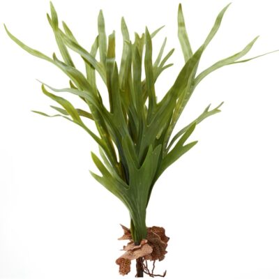Staghorn Fern with 9 Leaves - GR2182