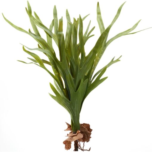 Staghorn Fern with 9 Leaves - GR2182