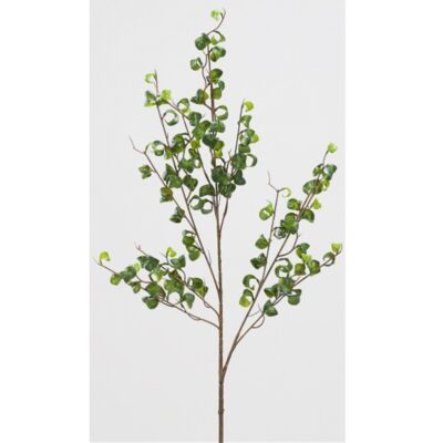 Ficus Benjamina Spray - GR2186