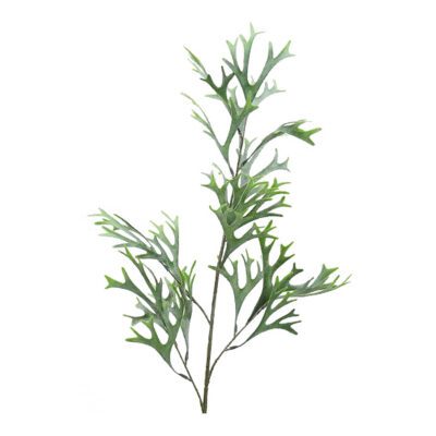 Staghorn Fern Spray - GR2187
