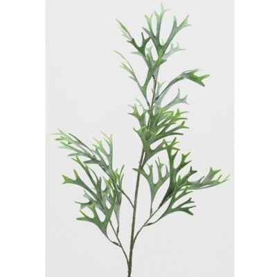 Staghorn Fern Spray - GR2187