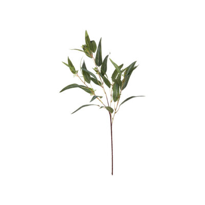 Eucalyptus Branch with Fruit - GR2192