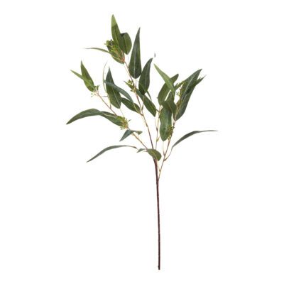 Eucalyptus Branch with Fruit - GR2192