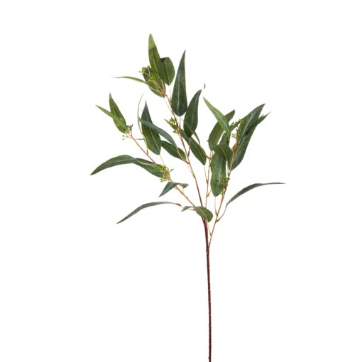 Eucalyptus Branch with Fruit - GR2192
