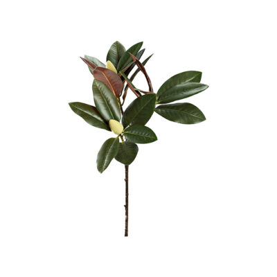 Magnolia Leaf with 2 Buds - GR2194