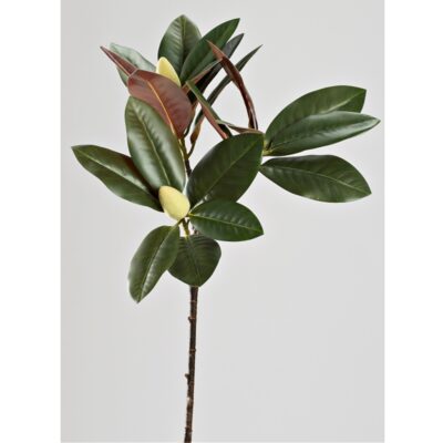Magnolia Leaf with 2 Buds - GR2194