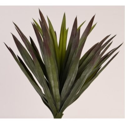 Agave Plant - TL1002