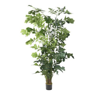 Fishtail Palm 8' - TL1011