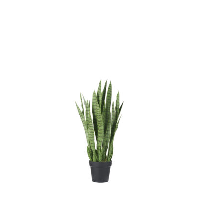 Sansevieria in Black Nursery Pot - TL1026