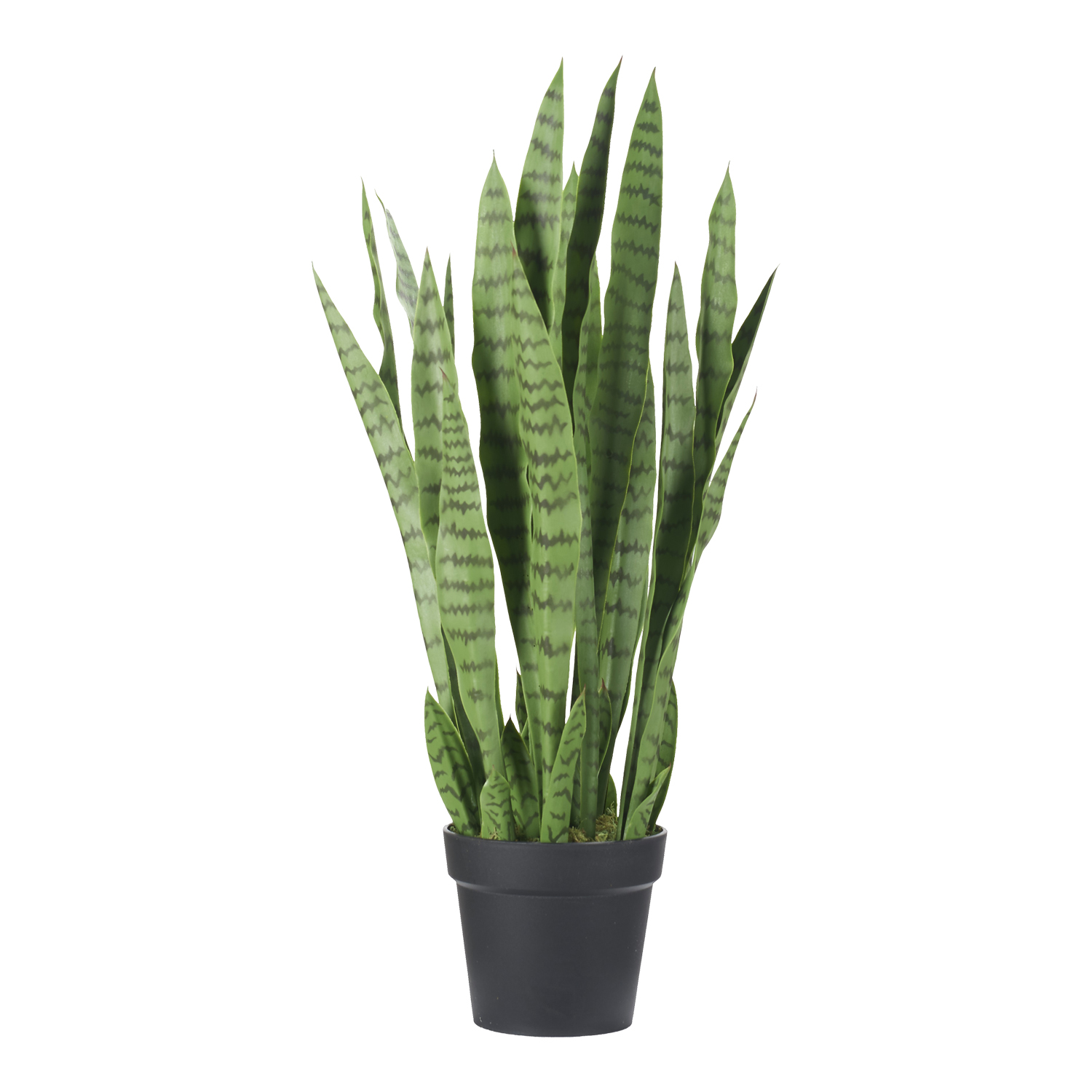 Sansevieria in Black Nursery Pot - TL1026