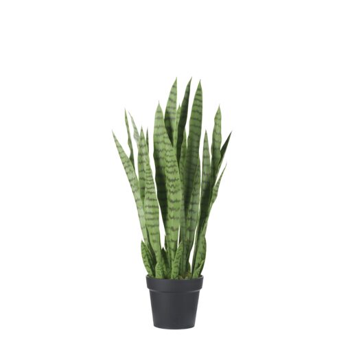 Snake Plant in Black Nursery Pot - TL1026