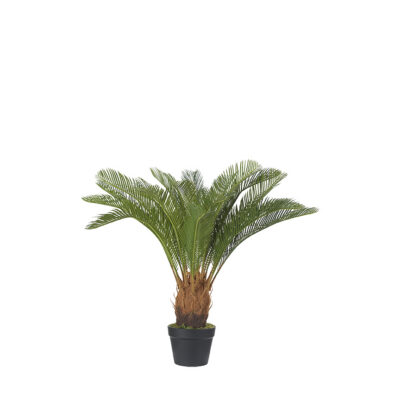 Sago Cycas Palm in Black Nursery Pot - TL1027