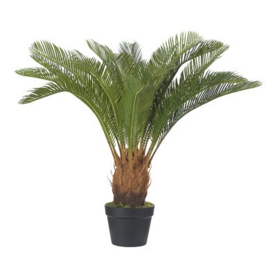 Sago Cycas Palm in Black Nursery Pot - TL1027