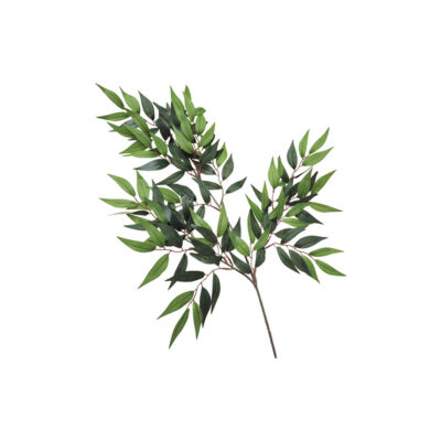 Ruscus Stem - TL29
