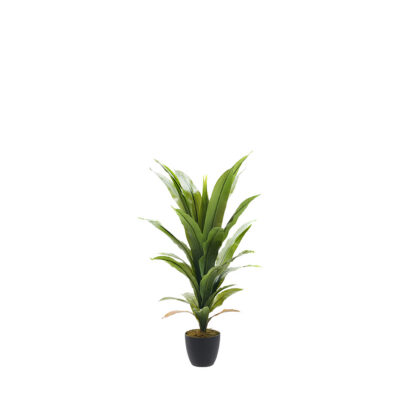 Corn Plant 42" - TL567