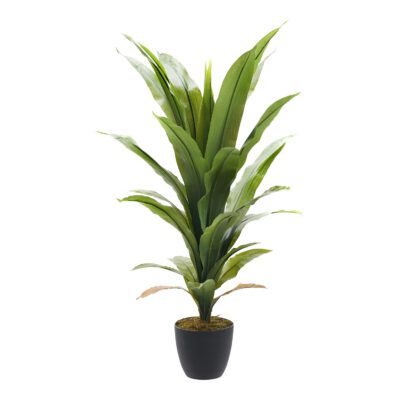 Corn Plant 42" - TL567