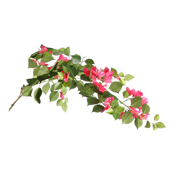 Bougainvillea Stem - TL785
