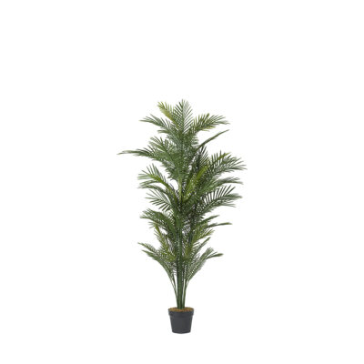 Robellini Palm 6' - TL811